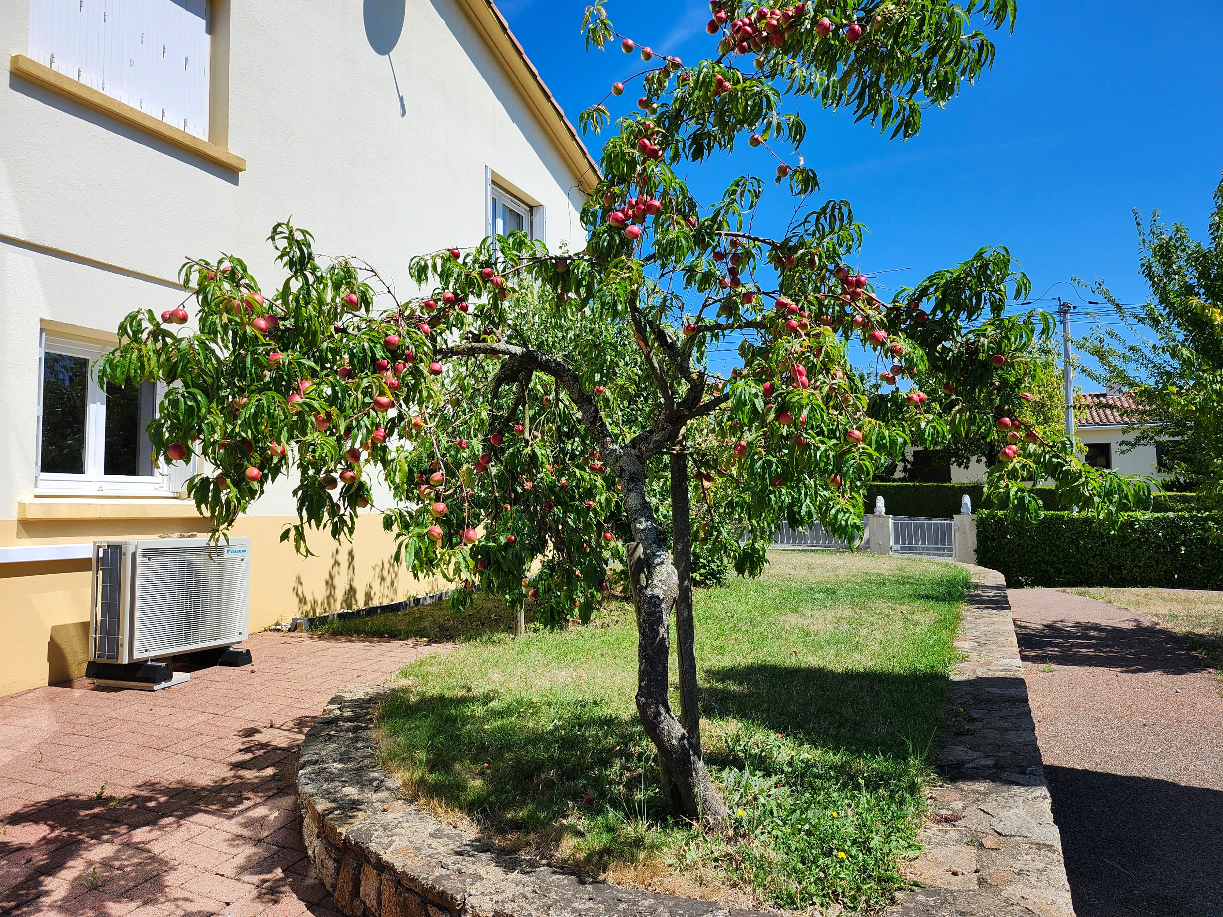 Terrasse et brugnonier du jardin du gîte